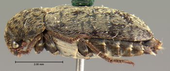 Media type: image;   Entomology 6861 Aspect: habitus lateral view